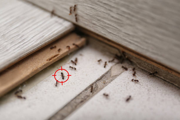 Best Mosquito Control Services  in Soap Lake, WA