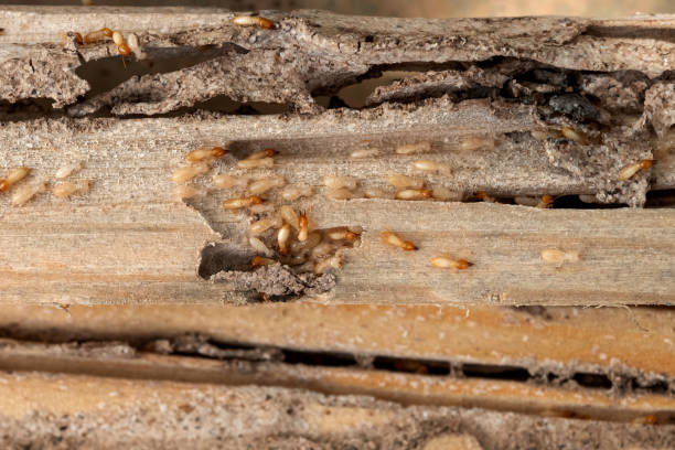 Best Rat Extermination Near Me  in Soap Lake, WA